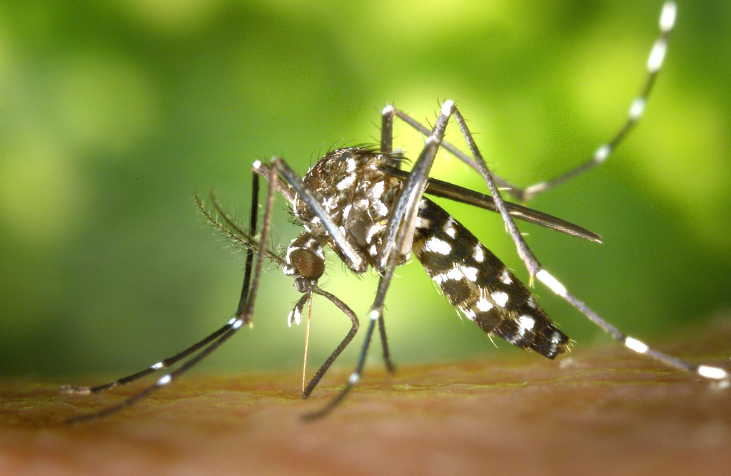 Salud lanza su campaa estival de lucha contra la proliferacin del mosquito tigre